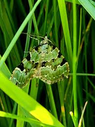 Attēlu rezultāti vaicājumam “Trichia longipalpis macro”