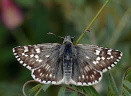 Attēlu rezultāti vaicājumam “Anticollix sparsata”