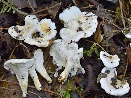 Attēlu rezultāti vaicājumam “Sistotrema confluens”