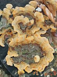 Attēlu rezultāti vaicājumam “Stereum hirsutum”