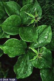 Attēlu rezultāti vaicājumam “Paris quadrifolia leaf”