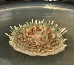 Attēlu rezultāti vaicājumam “Penicillium vulpinum”