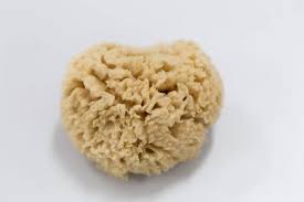 Attēlu rezultāti vaicājumam “Spongia”