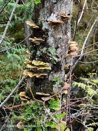 Attēlu rezultāti vaicājumam “Leptoporus mollis”