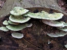 Attēlu rezultāti vaicājumam “Trametes”