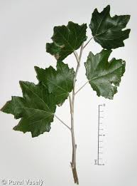 Attēlu rezultāti vaicājumam “Populus alba”