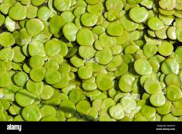 Attēlu rezultāti vaicājumam “Spirodela polyrhiza”