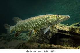 Image result for Esox lucius