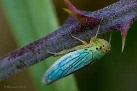 Attēlu rezultāti vaicājumam “Cicadella viridis”