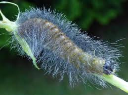 Attēlu rezultāti vaicājumam “Acronicta leporina larva”