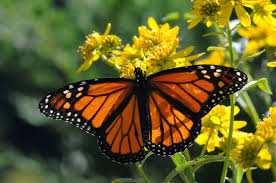 Image result for monarch butterfly