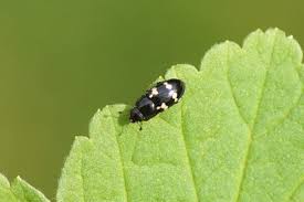 Attēlu rezultāti vaicājumam “Glischrochilus grandis”