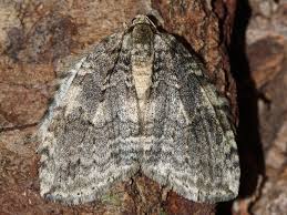 Attēlu rezultāti vaicājumam “Epirrita sp.”