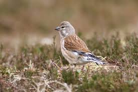 Attēlu rezultāti vaicājumam “Carduelis cannabina male”