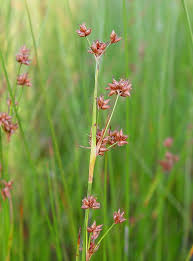 Attēlu rezultāti vaicājumam “Clastodermataceae”