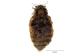 Attēlu rezultāti vaicājumam “Orgyia antiqua imago”