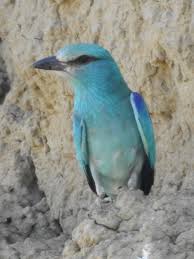Attēlu rezultāti vaicājumam “Coracias garrulus adult”