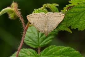 Attēlu rezultāti vaicājumam “Zanclognatha tarsipennalis”