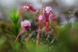 Attēlu rezultāti vaicājumam “Oxycoccus flower”