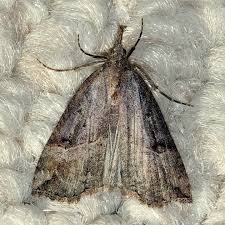 Attēlu rezultāti vaicājumam “Hypena rostralis”