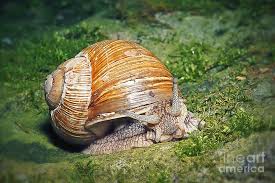 Attēlu rezultāti vaicājumam “Helix pomatia”