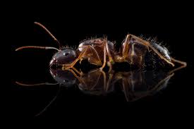 Attēlu rezultāti vaicājumam “Anthrenus sp. imago”