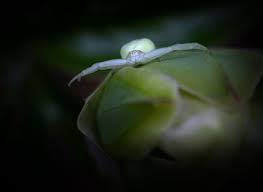 Image result for crab spider