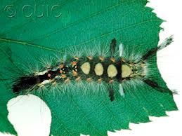 Attēlu rezultāti vaicājumam “Orgyia antiqua”