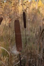 Attēlu rezultāti vaicājumam “Typha angustifolia  fruit”