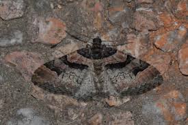 Attēlu rezultāti vaicājumam “Catarhoe rubidata”