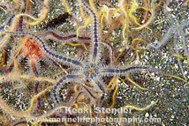 Attēlu rezultāti vaicājumam “Ophiotheca sp.”