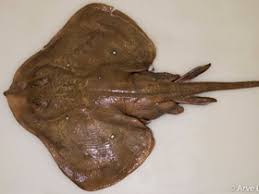 Image result for Raja radula