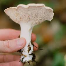 Attēlu rezultāti vaicājumam “Hydnum repandum”