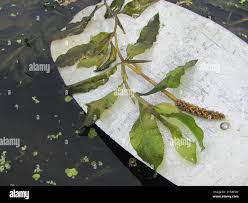 Attēlu rezultāti vaicājumam “Potamogeton lucens leaf”