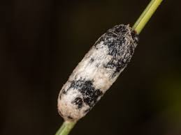 Attēlu rezultāti vaicājumam “Ichneumonidae cocoon”