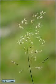 Attēlu rezultāti vaicājumam “Agrostis canina”