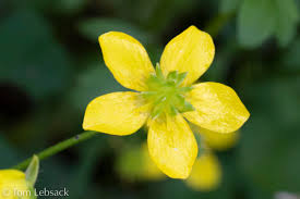 Attēlu rezultāti vaicājumam “Ranunculus sceleratus flower”