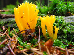 Attēlu rezultāti vaicājumam “Calocera glossoides”