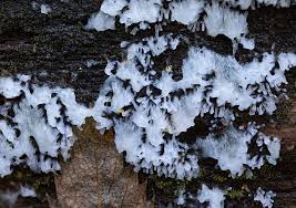 Attēlu rezultāti vaicājumam “Hemitrichia sp.”