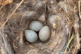 Attēlu rezultāti vaicājumam “Erithacus rubecula nest”