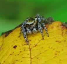 Attēlu rezultāti vaicājumam “Evarcha falcata male”