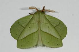 Attēlu rezultāti vaicājumam “Lasiocampidae”