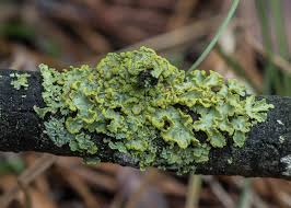 Attēlu rezultāti vaicājumam “Vulpicida pinastri”