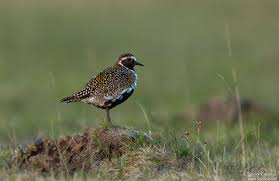 Attēlu rezultāti vaicājumam “Pluvialis apricaria adult”