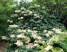 Attēlu rezultāti vaicājumam “Syringa reticulata subsp. amurensis”