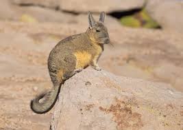 Image result for viscacha