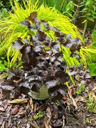 Attēlu rezultāti vaicājumam “Astilbe chinensis leaf”