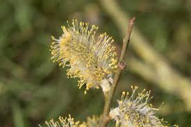 Attēlu rezultāti vaicājumam “Salix caprea male flower”