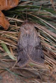 Attēlu rezultāti vaicājumam “Agrochola litura”