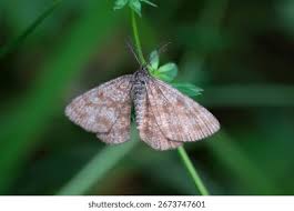 Attēlu rezultāti vaicājumam “Ematurga atomaria male”